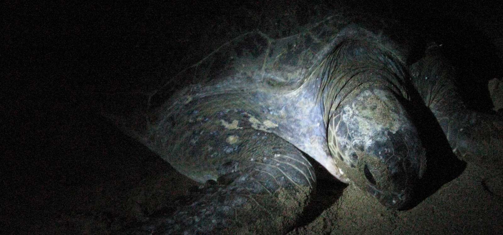 Overland East Java to Bali 1 with Meru Bethiri