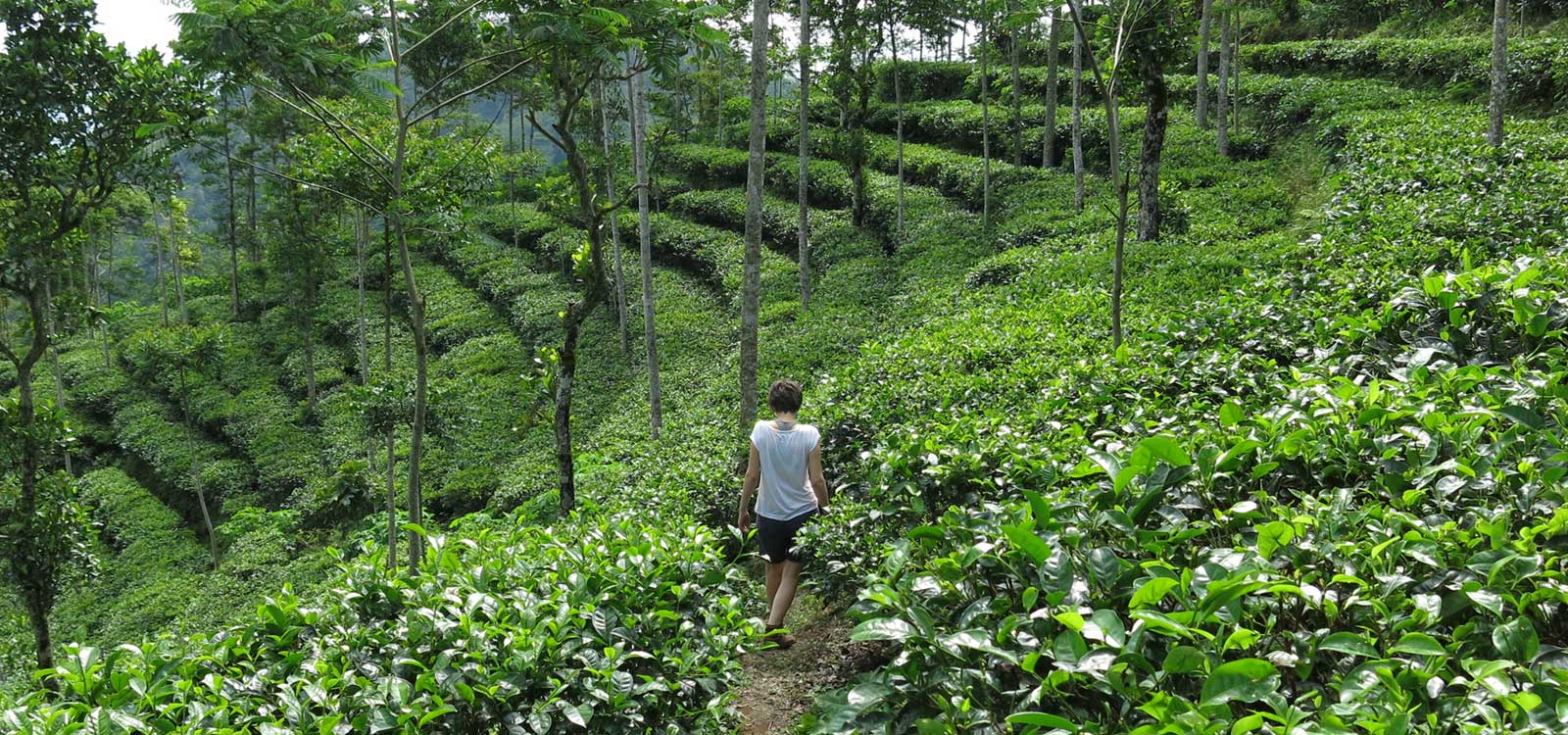 Borobudur Highlands Walk